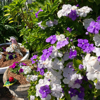 Cilifer® Midnight Perfume Jasmine Seeds – Winter Planting. Perennial Blooms & Fragrant Garden Elegance 🌸