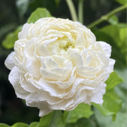 Cilifer® Midnight Perfume Jasmine Seeds – Winter Planting. Perennial Blooms & Fragrant Garden Elegance 🌸